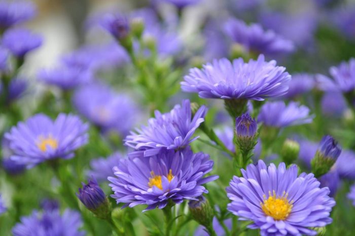 Thạch thảo bên bờ suối & thạch thảo giữa sa mạc